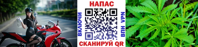 Каннабис OG Kush Грозный